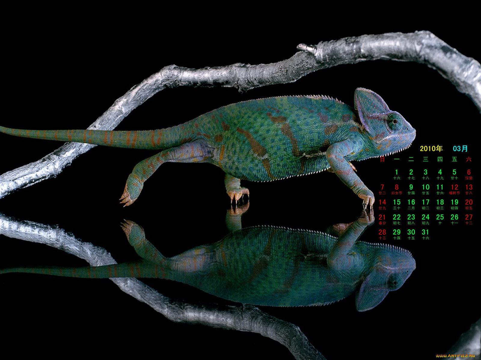 календари, животные