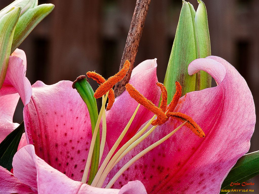 цветы, лилии, лилейники