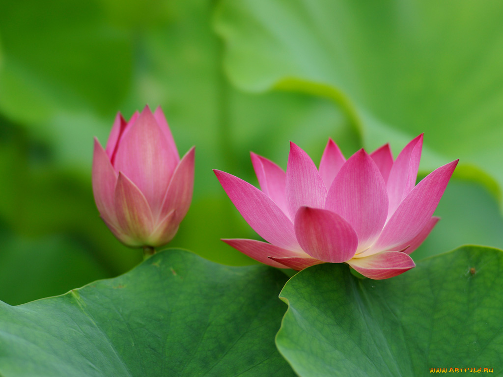 цветы, лотосы