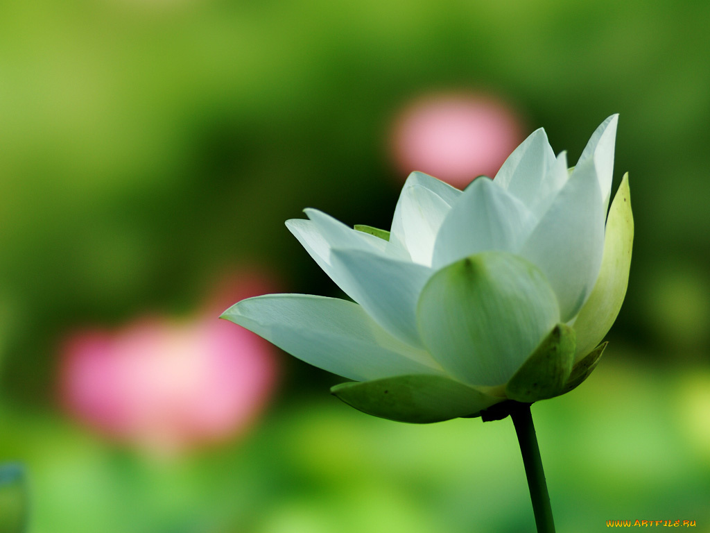 цветы, лотосы