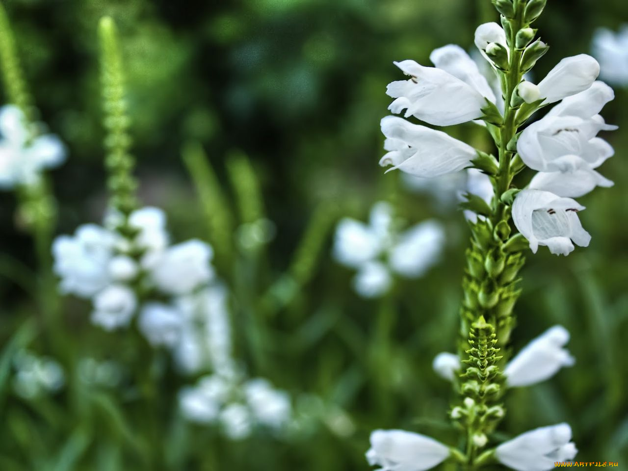 цветы, физостегия