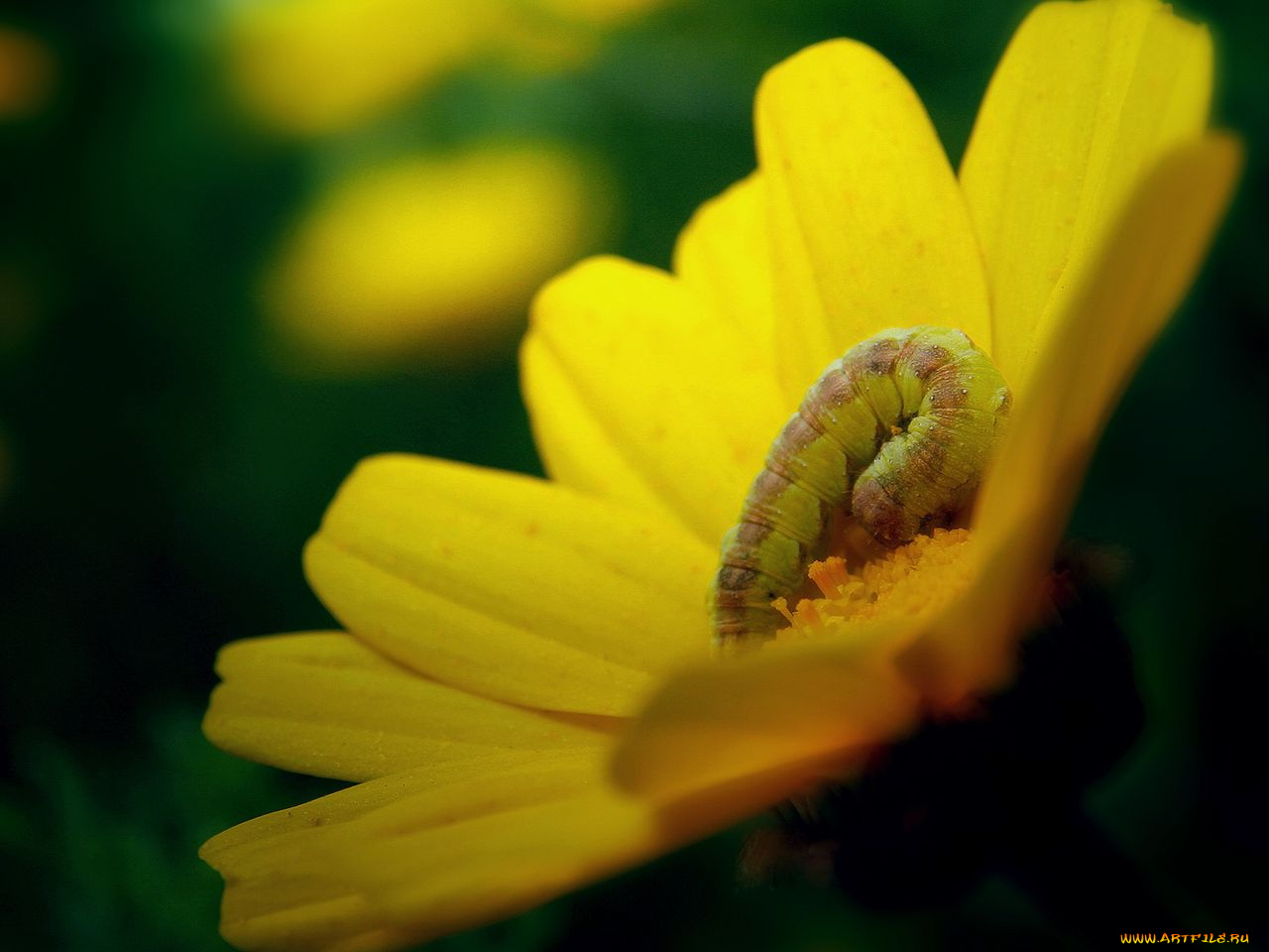 животные, гусеницы