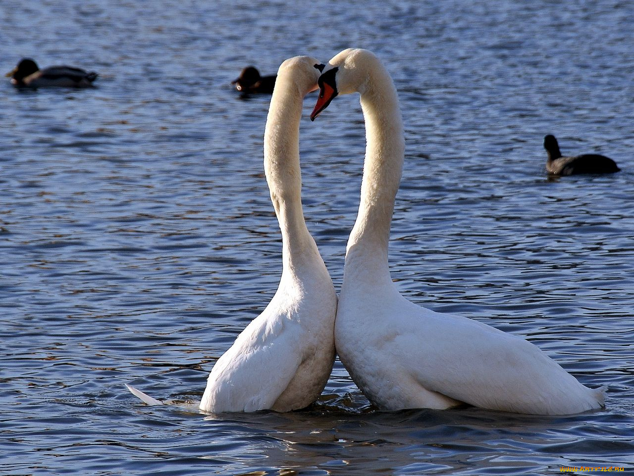 животные, лебеди