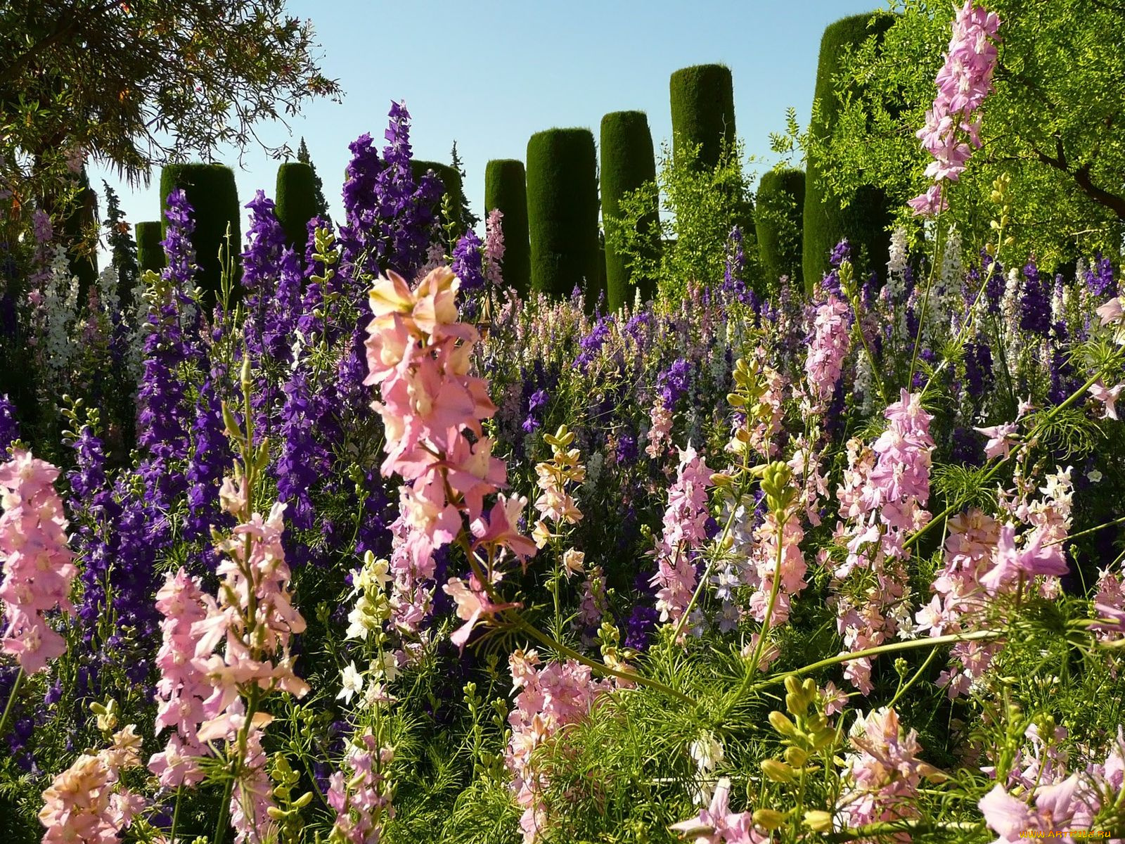 цветы, дельфиниум