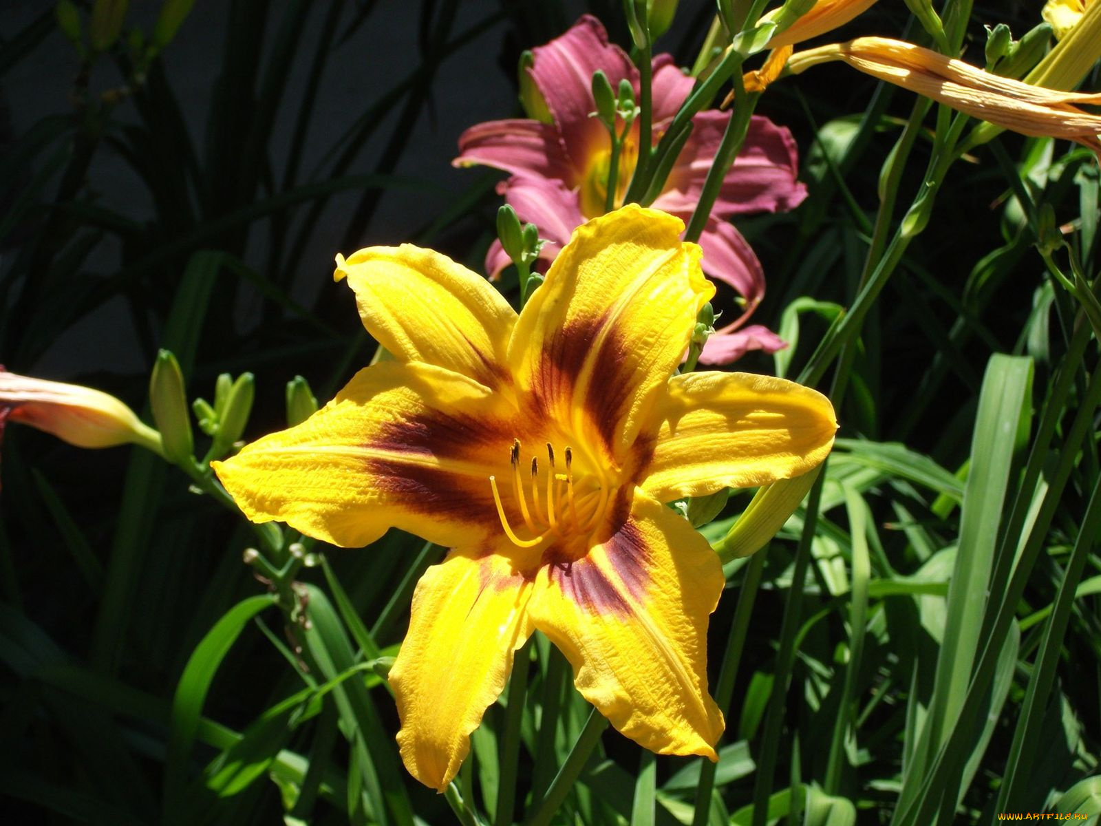 цветы, лилии, лилейники