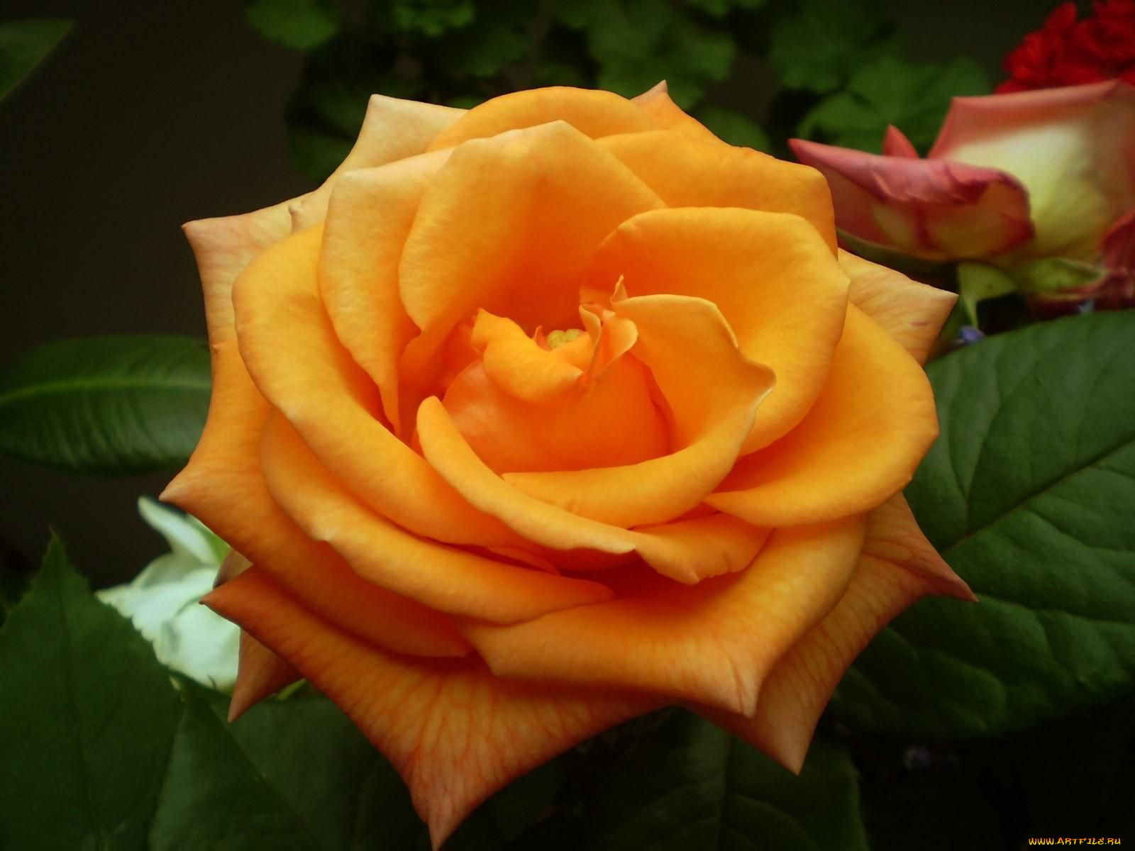 цветы, розы