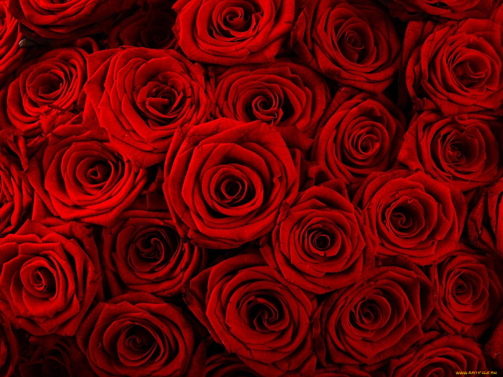 цветы, розы