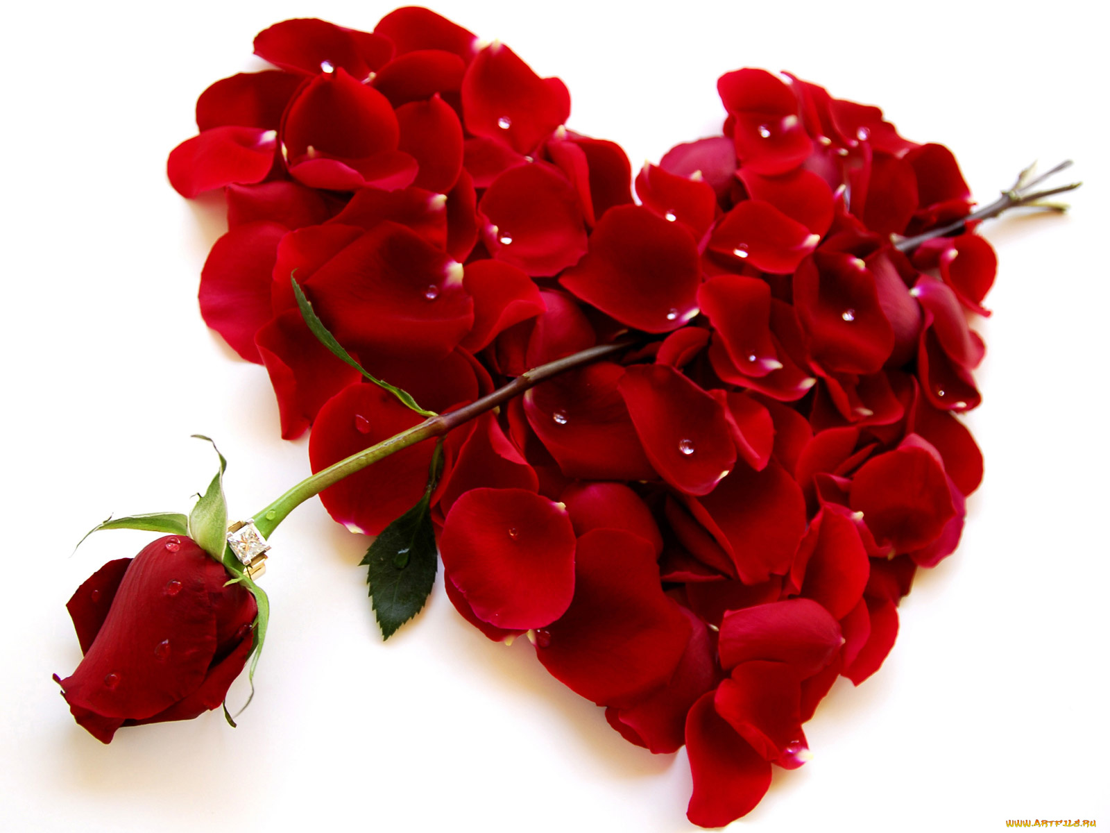 цветы, розы