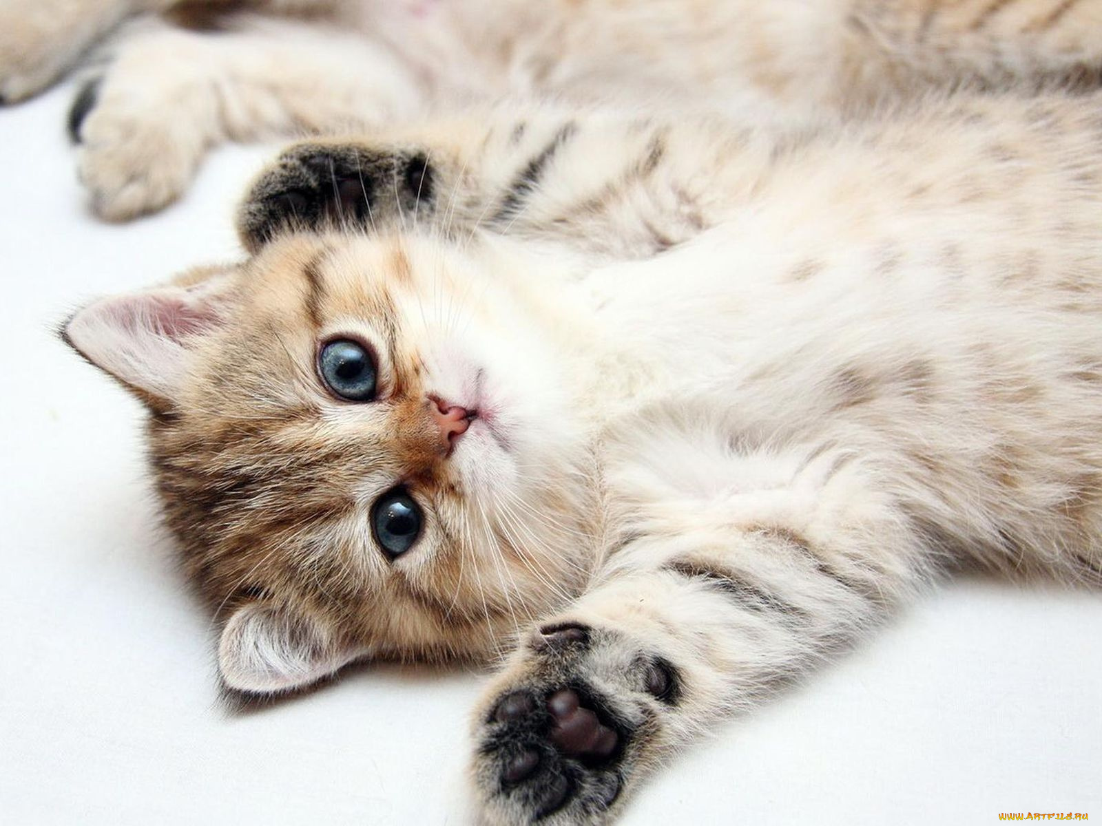 животные, коты