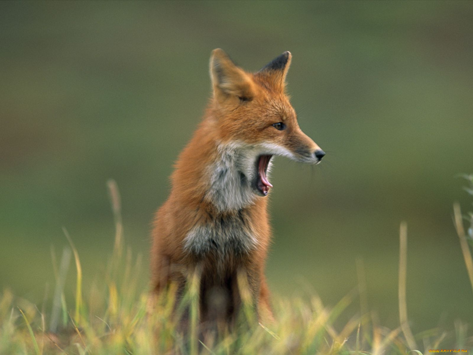 животные, лисы