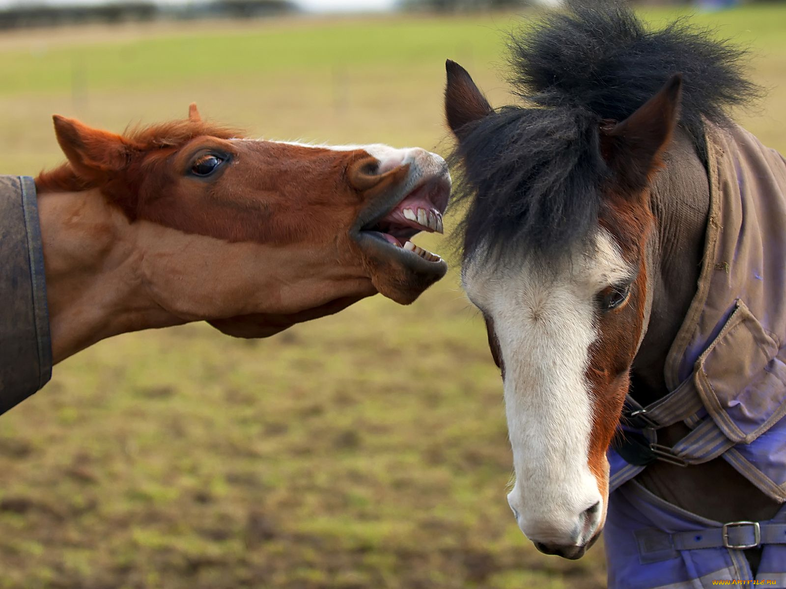 животные, лошади