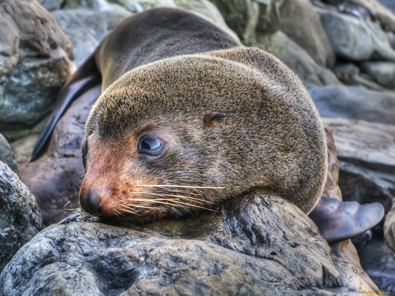 животные, тюлени, морские, львы, котики