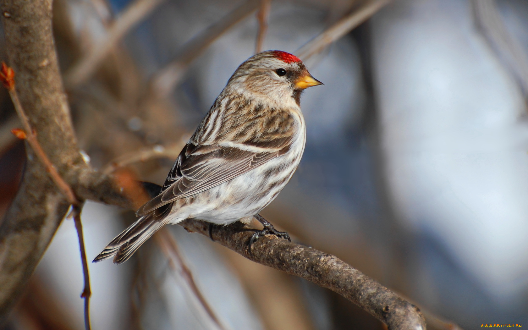 животные, птицы