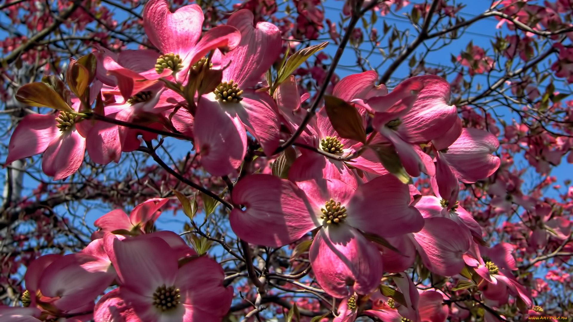 цветы, кизил