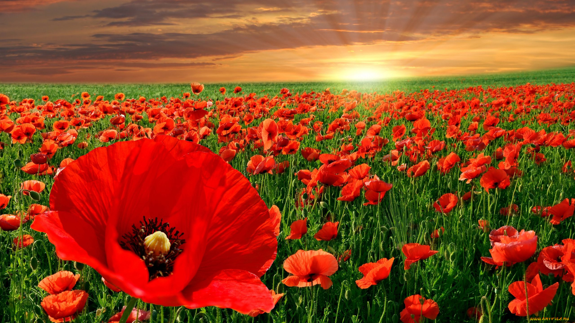 цветы, маки