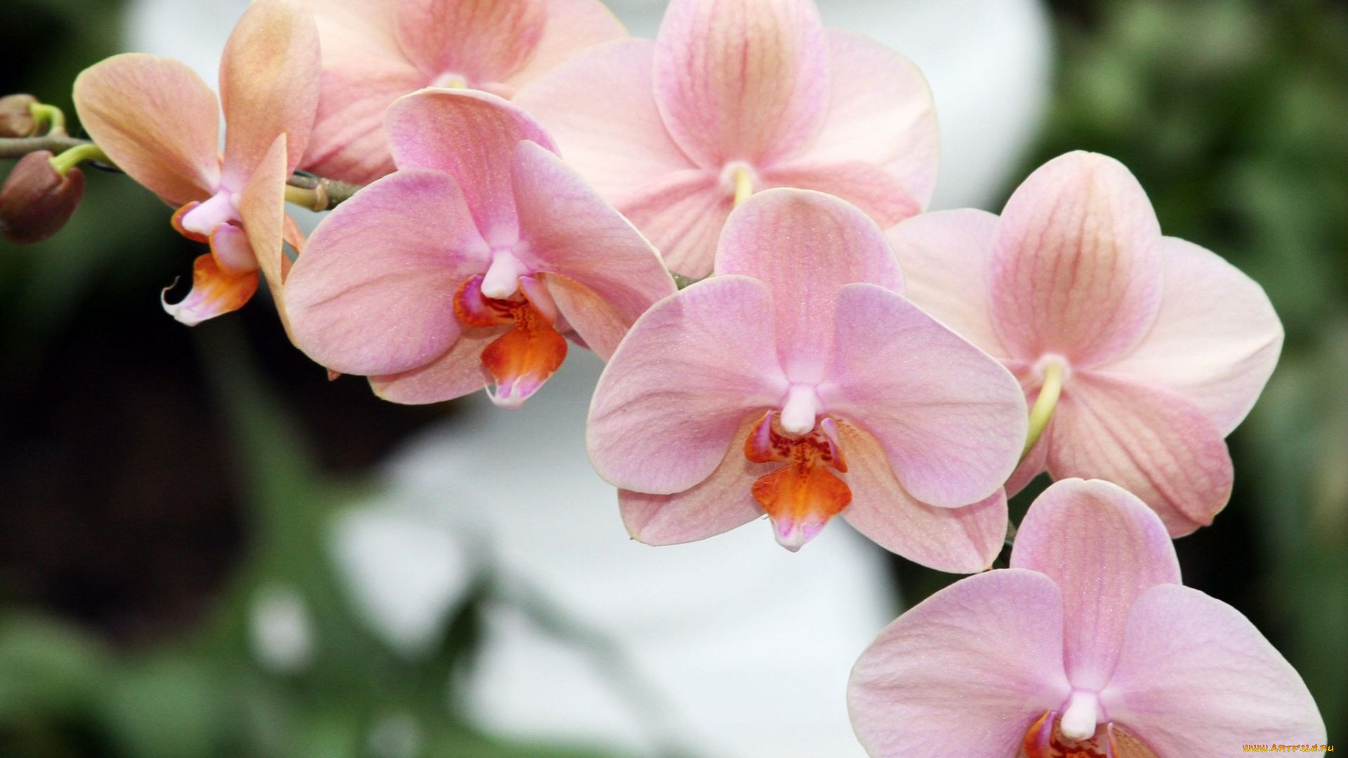 цветы, орхидеи