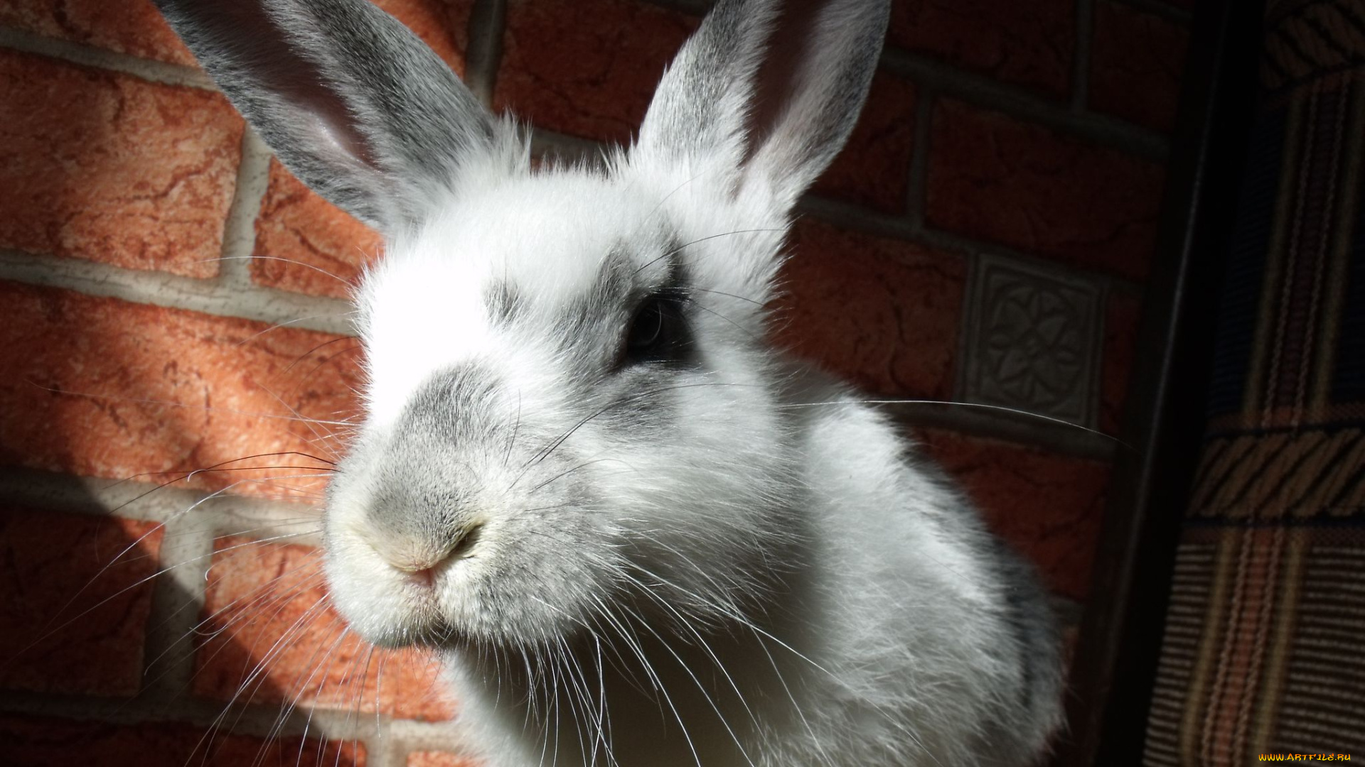 животные, кролики, зайцы