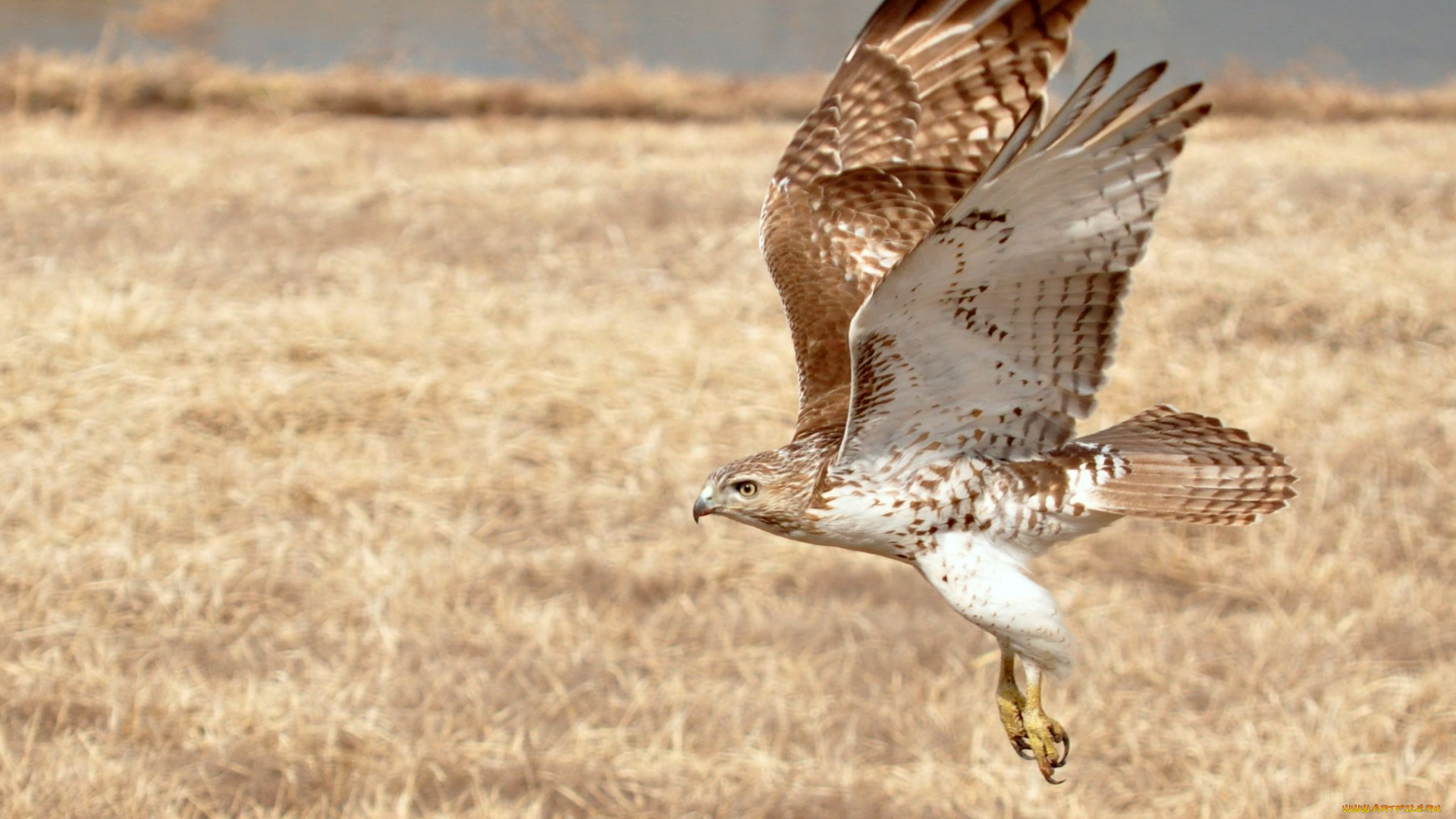 животные, птицы, хищники