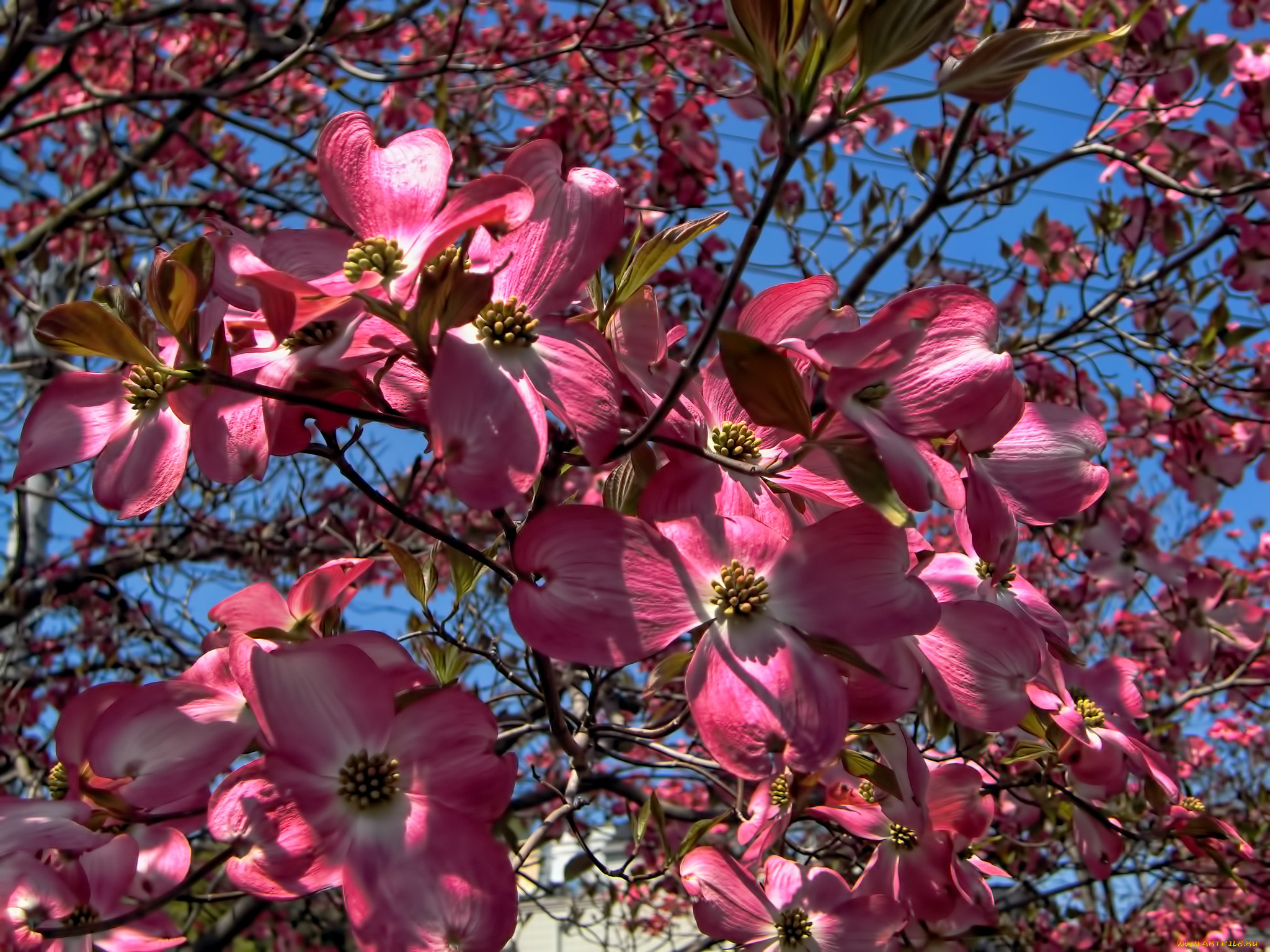 цветы, кизил