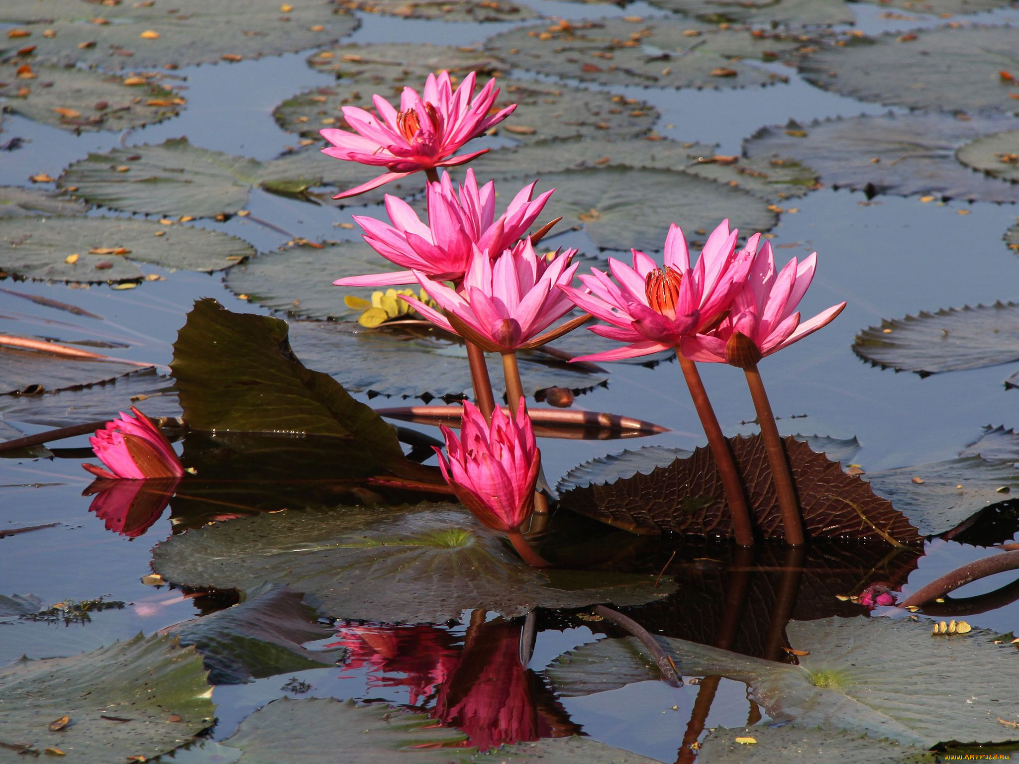 цветы, лилии, водяные, нимфеи, кувшинки