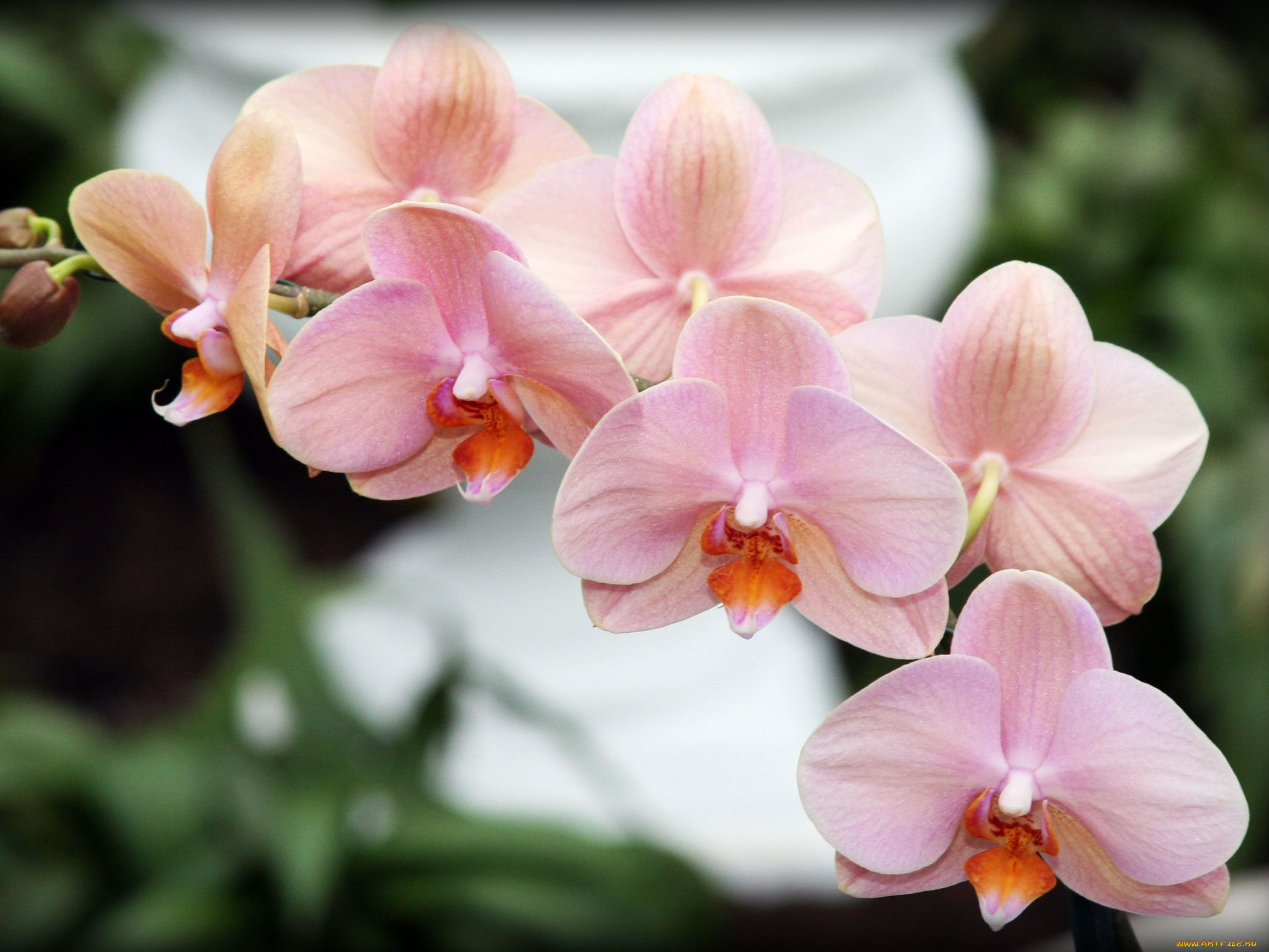 цветы, орхидеи