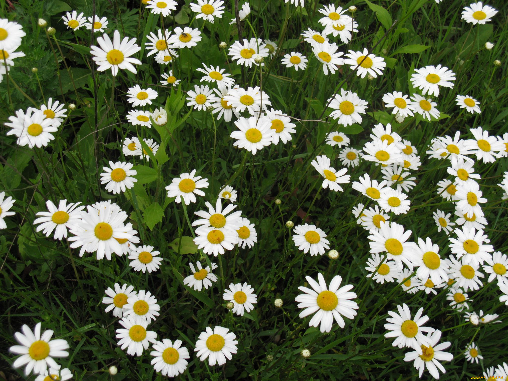 цветы, ромашки