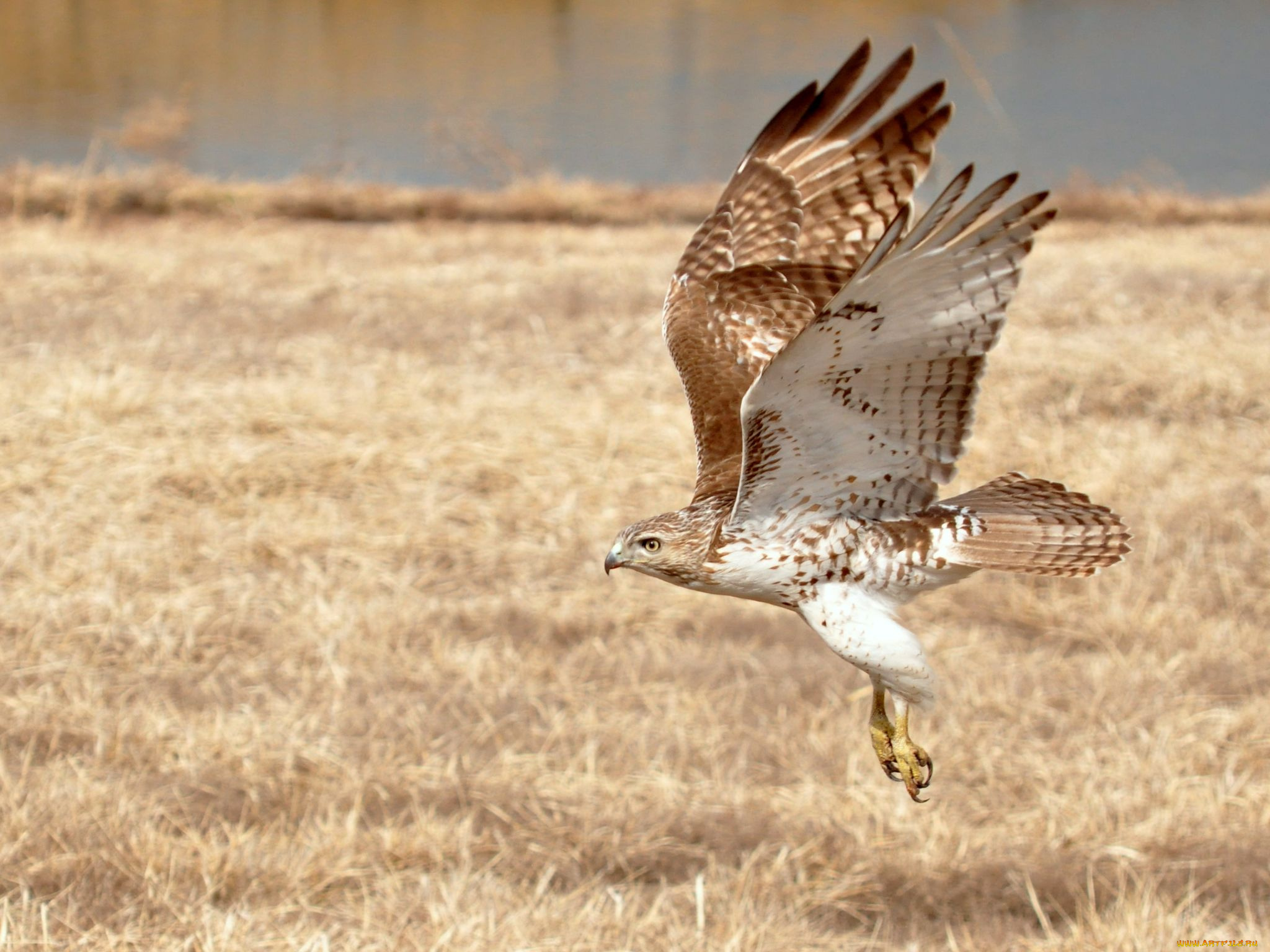 животные, птицы, хищники