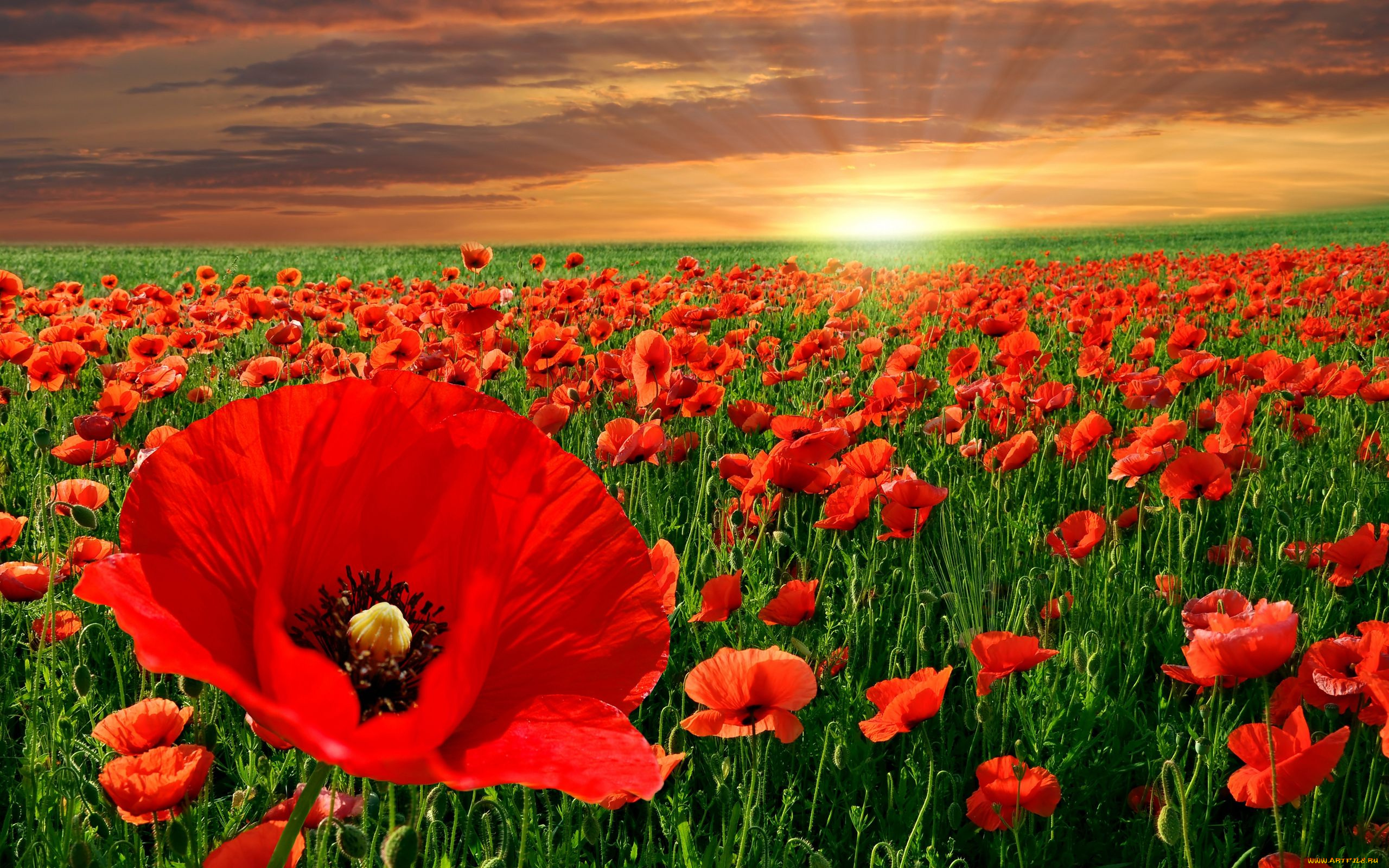 цветы, маки