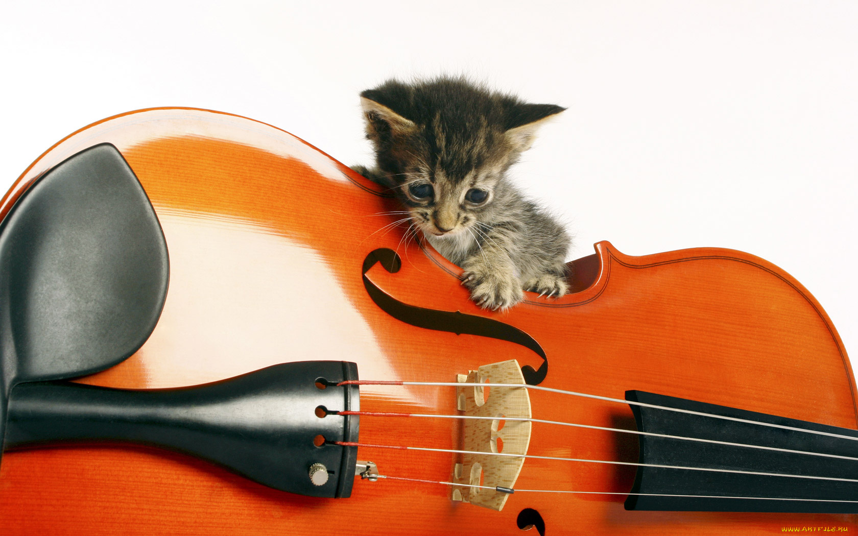 животные, коты, котёнок, скрипка