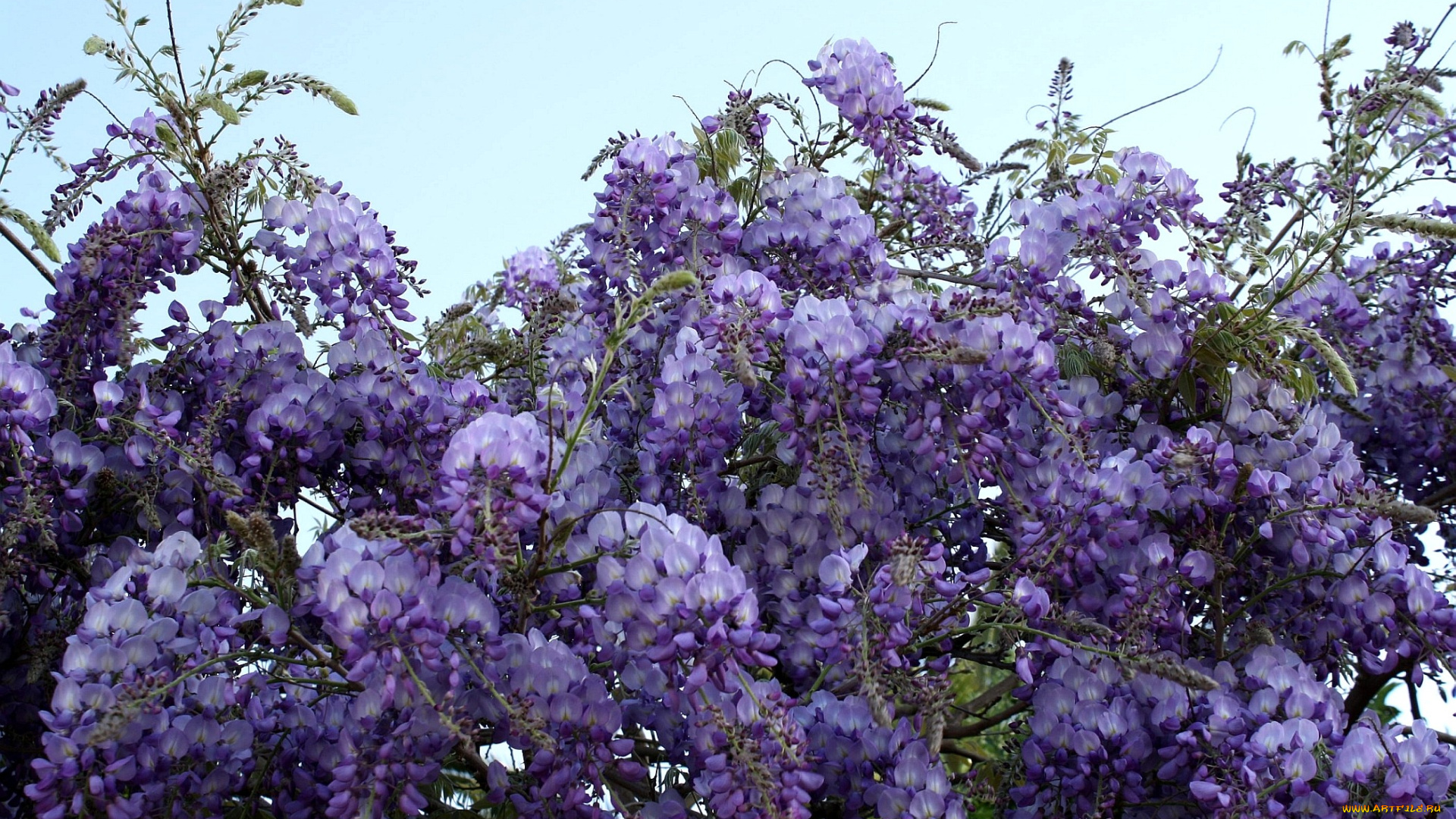 цветы, глициния, гроздья, фиолетовый