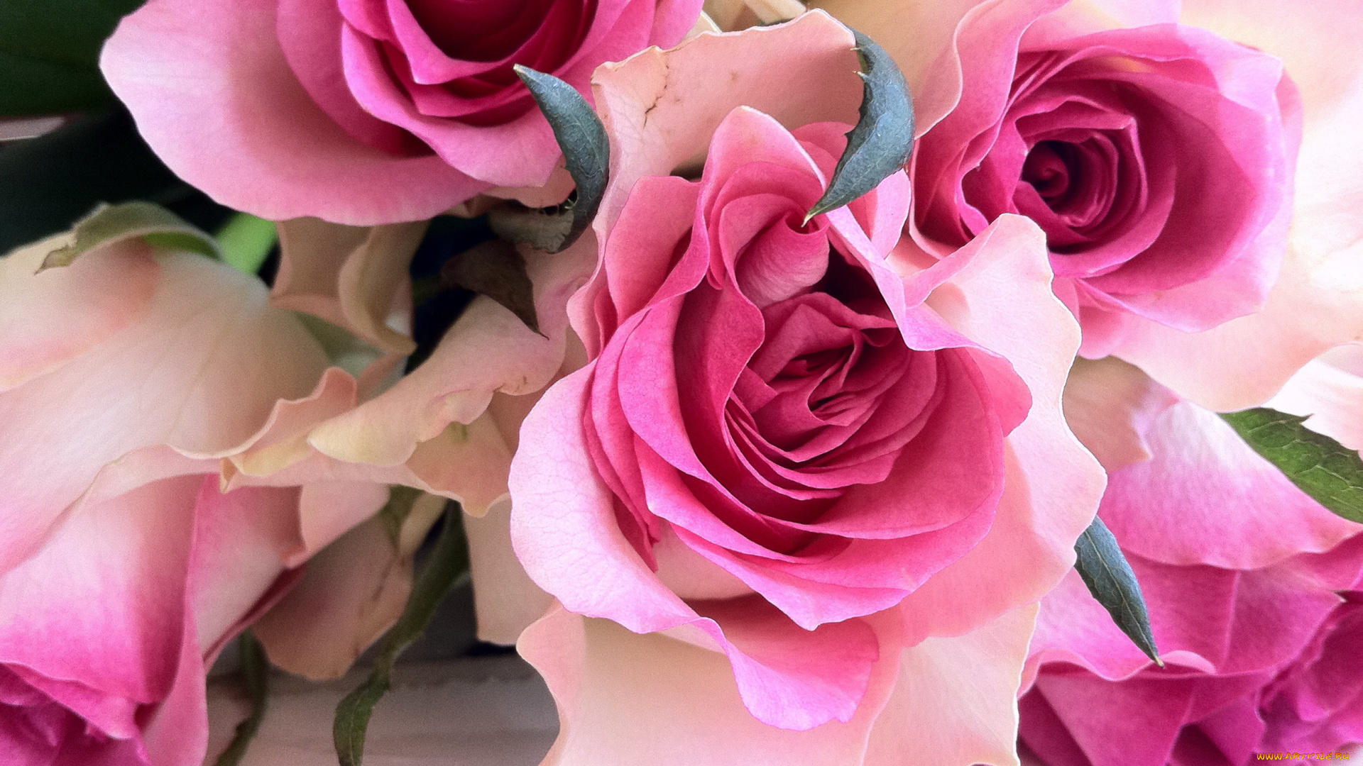 цветы, розы, настроение