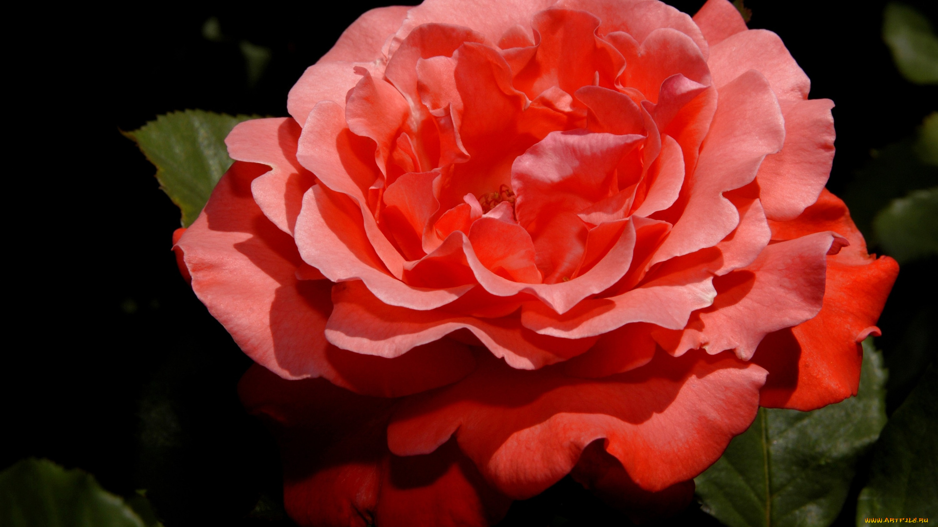 цветы, розы, пышный, большой, красный