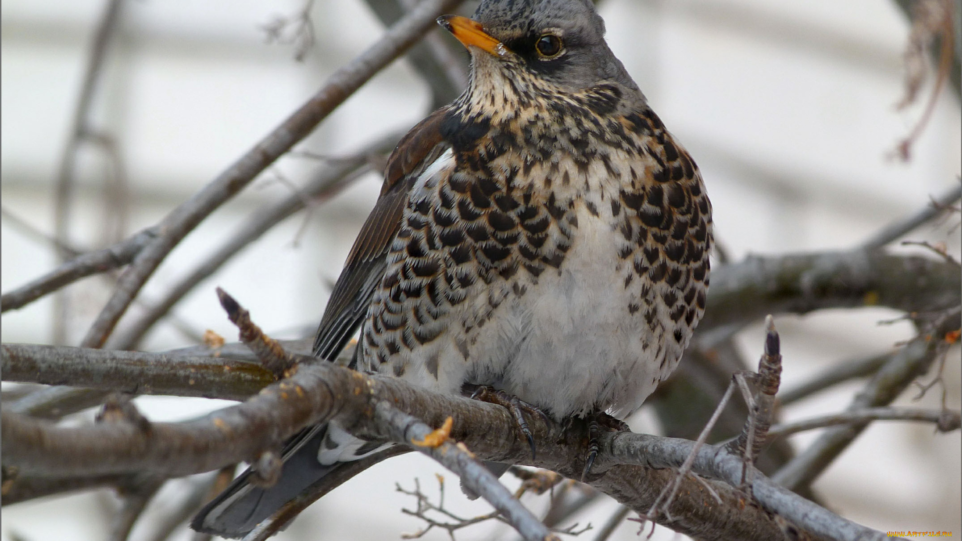 животные, птицы, дрозд-рябинник