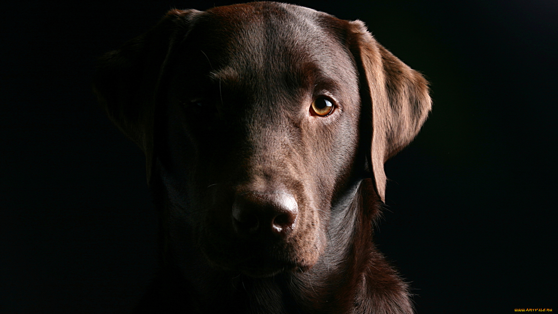 животные, собаки, морда, пёс