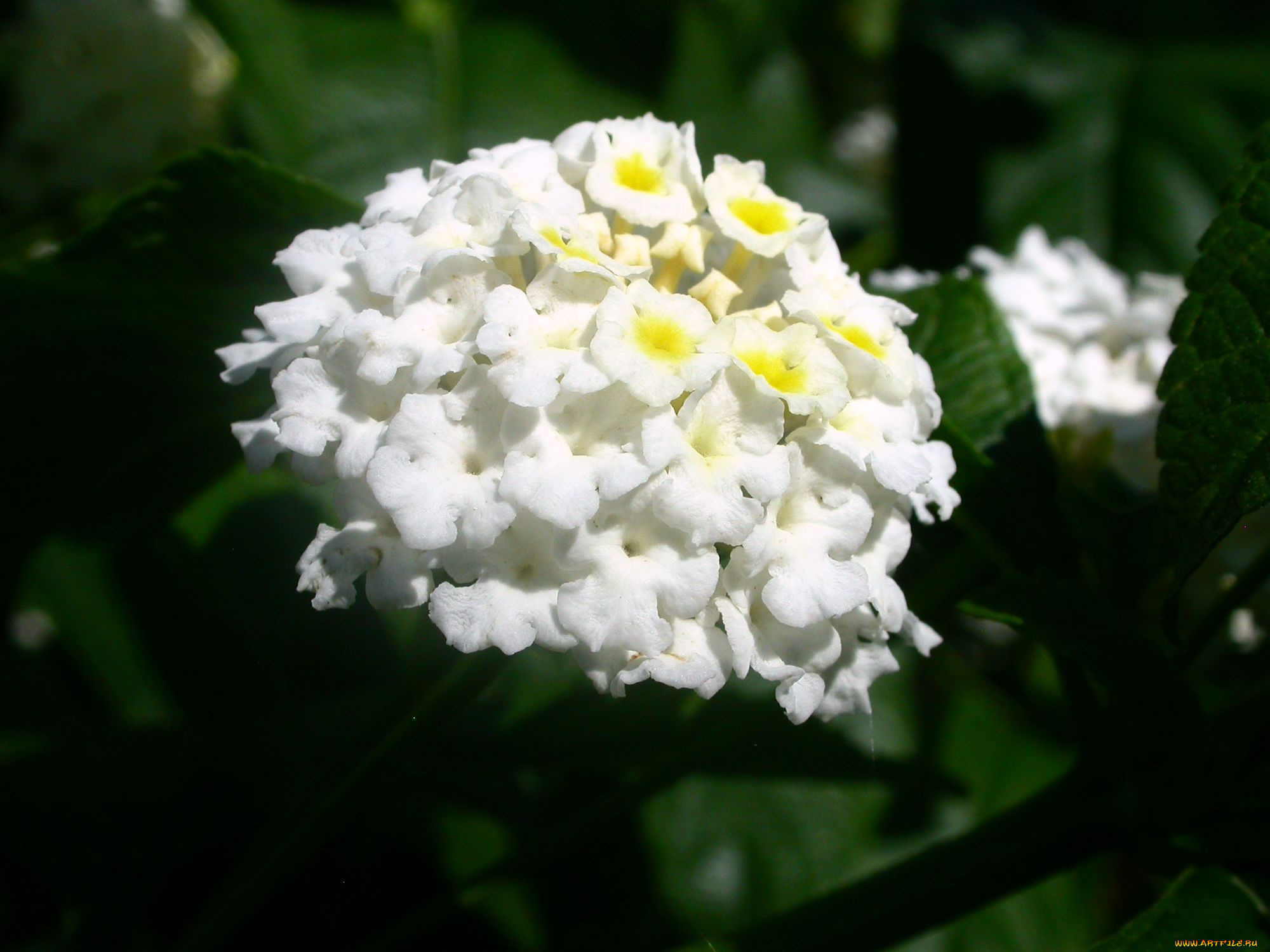 цветы, лантана, вербена, белый