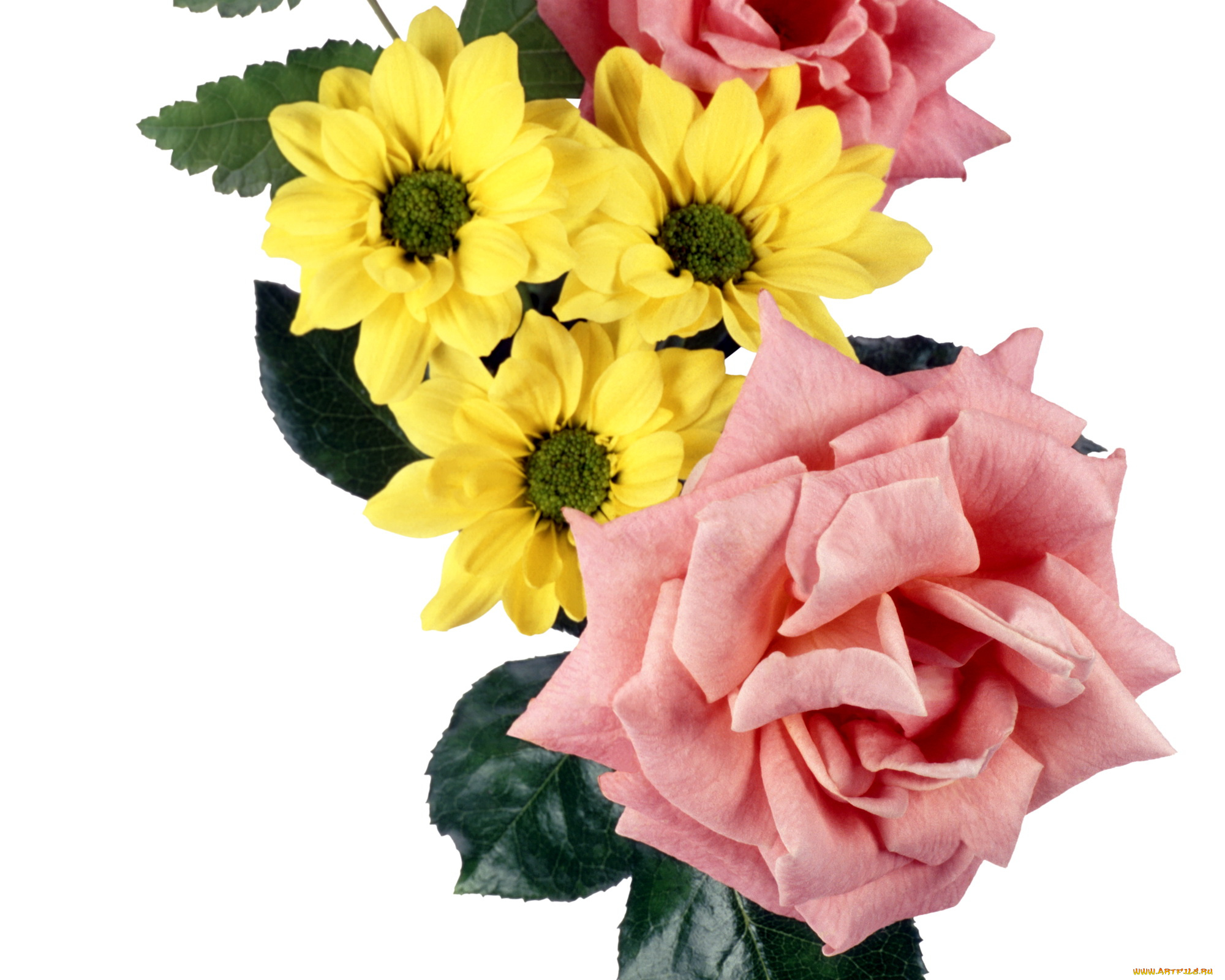 цветы, разные, вместе, фон