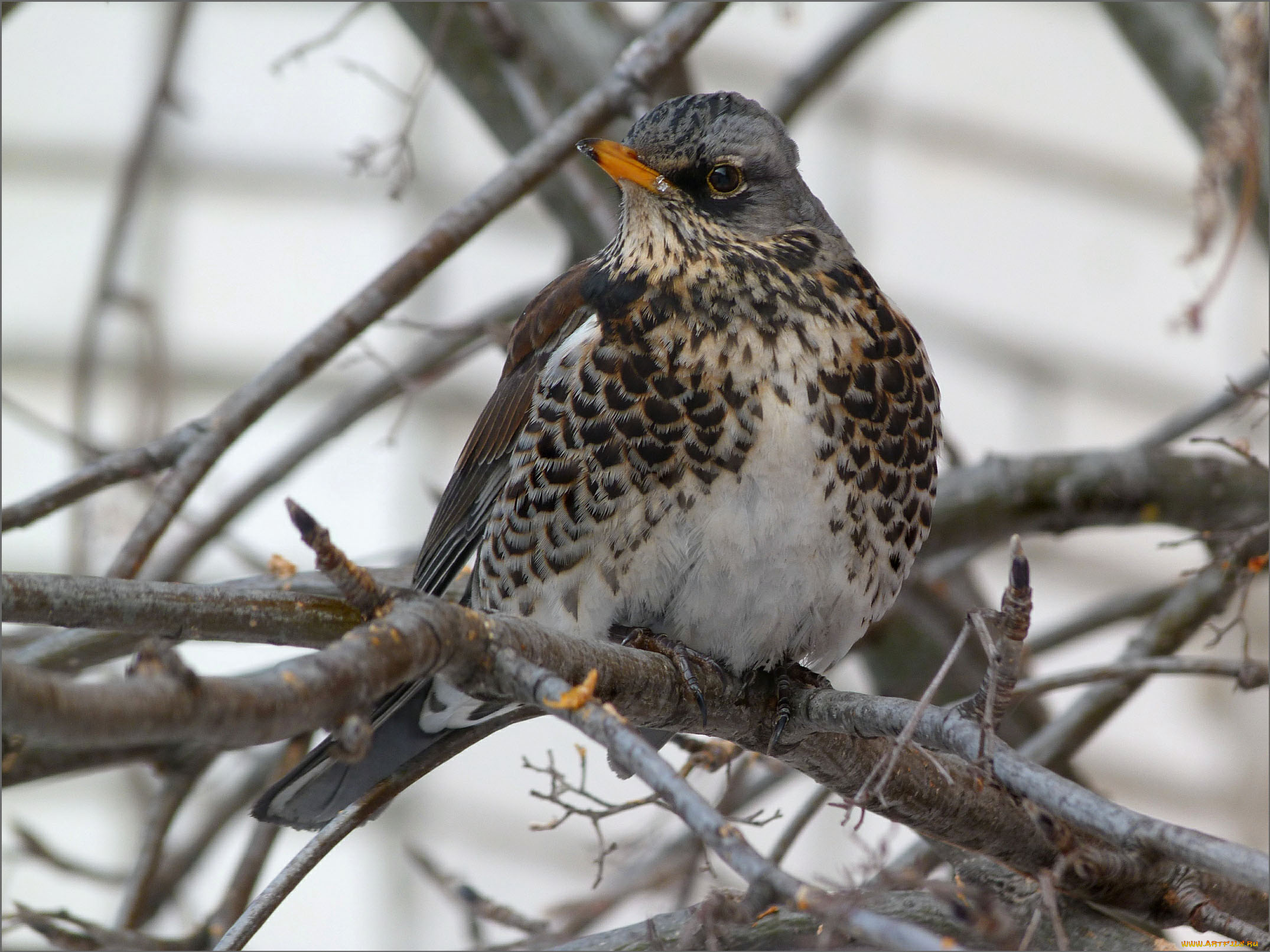 животные, птицы, дрозд-рябинник