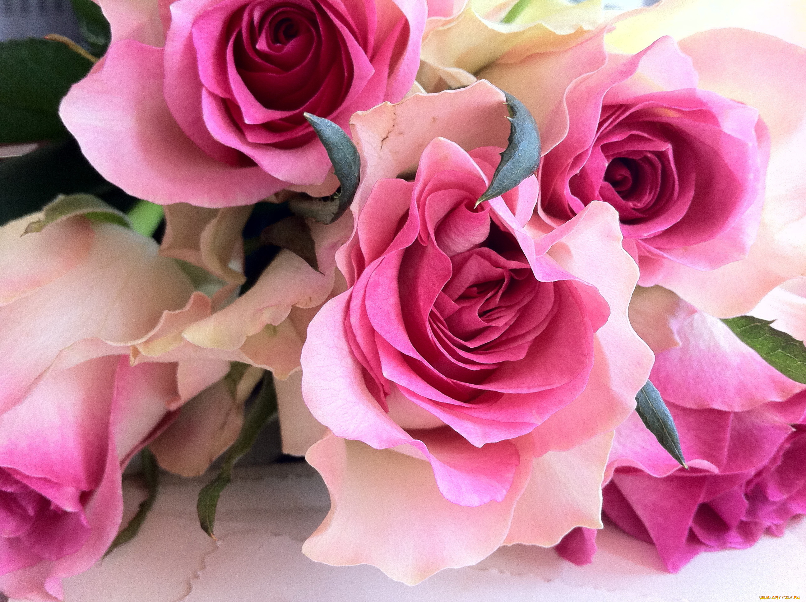 цветы, розы, настроение