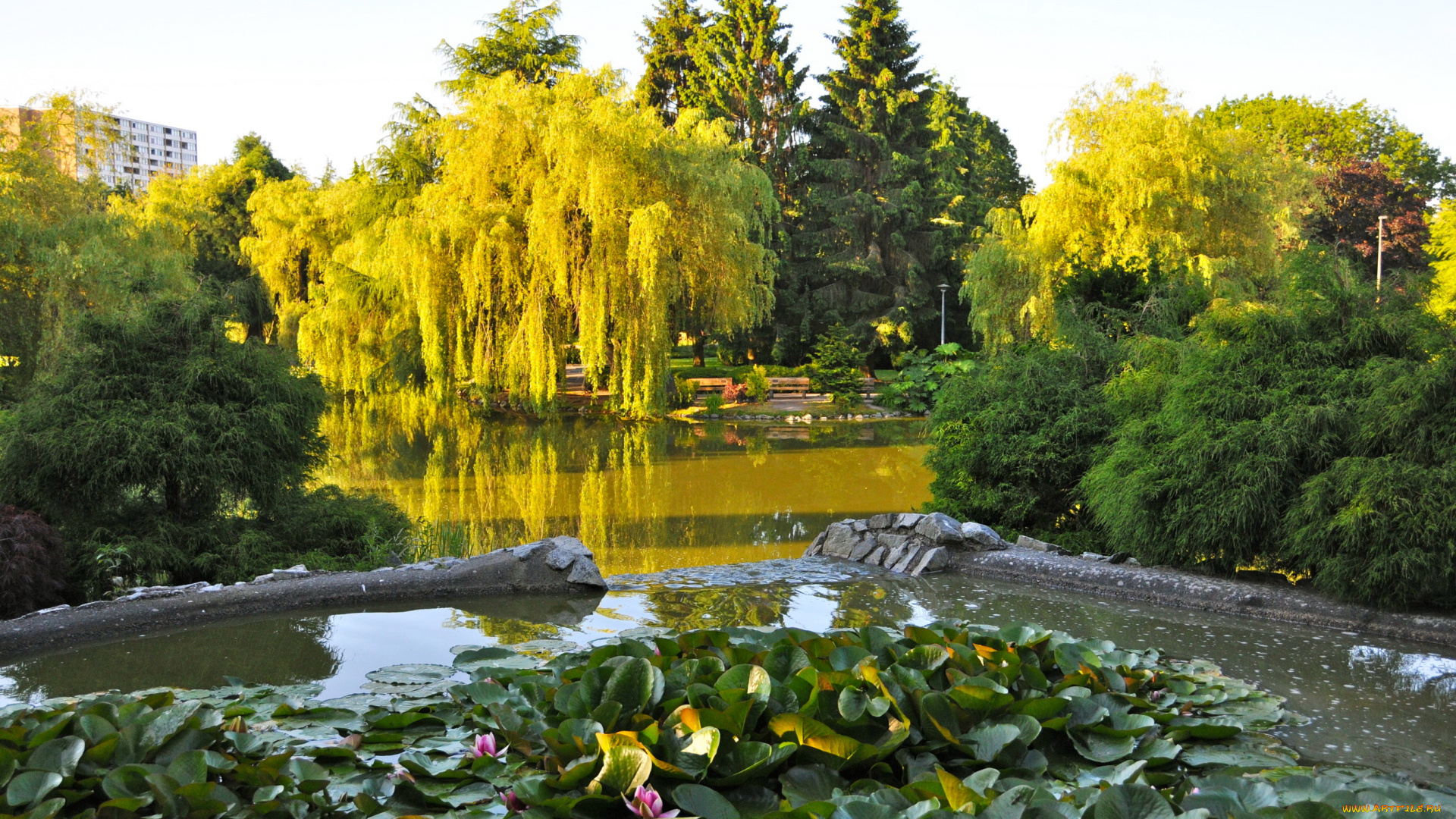 канада, ванкувер, природа, парк, канада, ванкувер, деревья, пруд