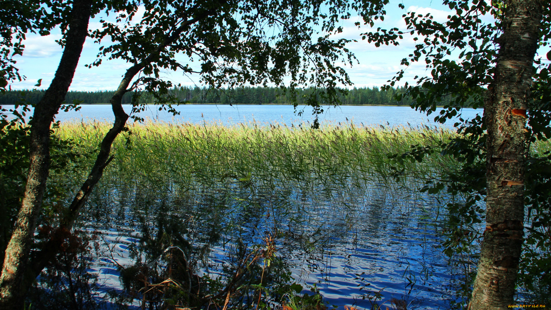 озеро, желанное, карелия, природа, реки, озера, озеро, желанное, карелия, камыши