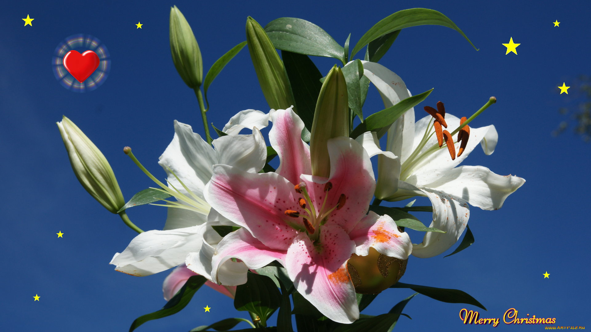 праздничные, -, разное, , новый, год, цветы, сердечко