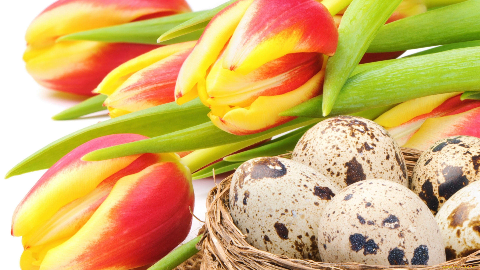 праздничные, пасха, красно-жёлтые, цветы, гнездо, тюльпаны, яйца, праздник