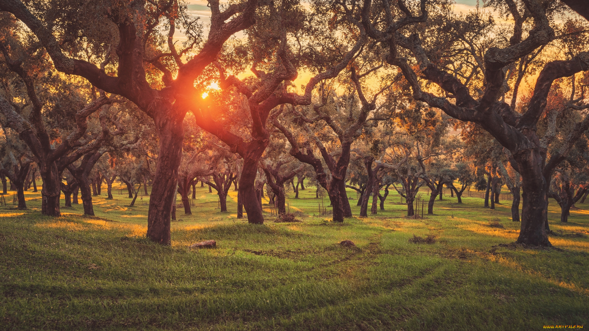 природа, деревья, солнце, пробковый, дуб