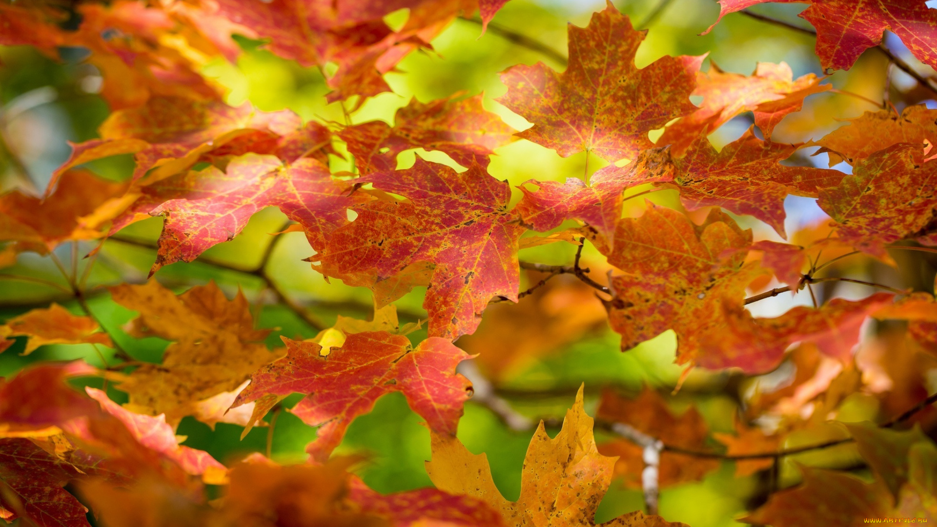 природа, листья, ветки, листва, осень, цвета, макро