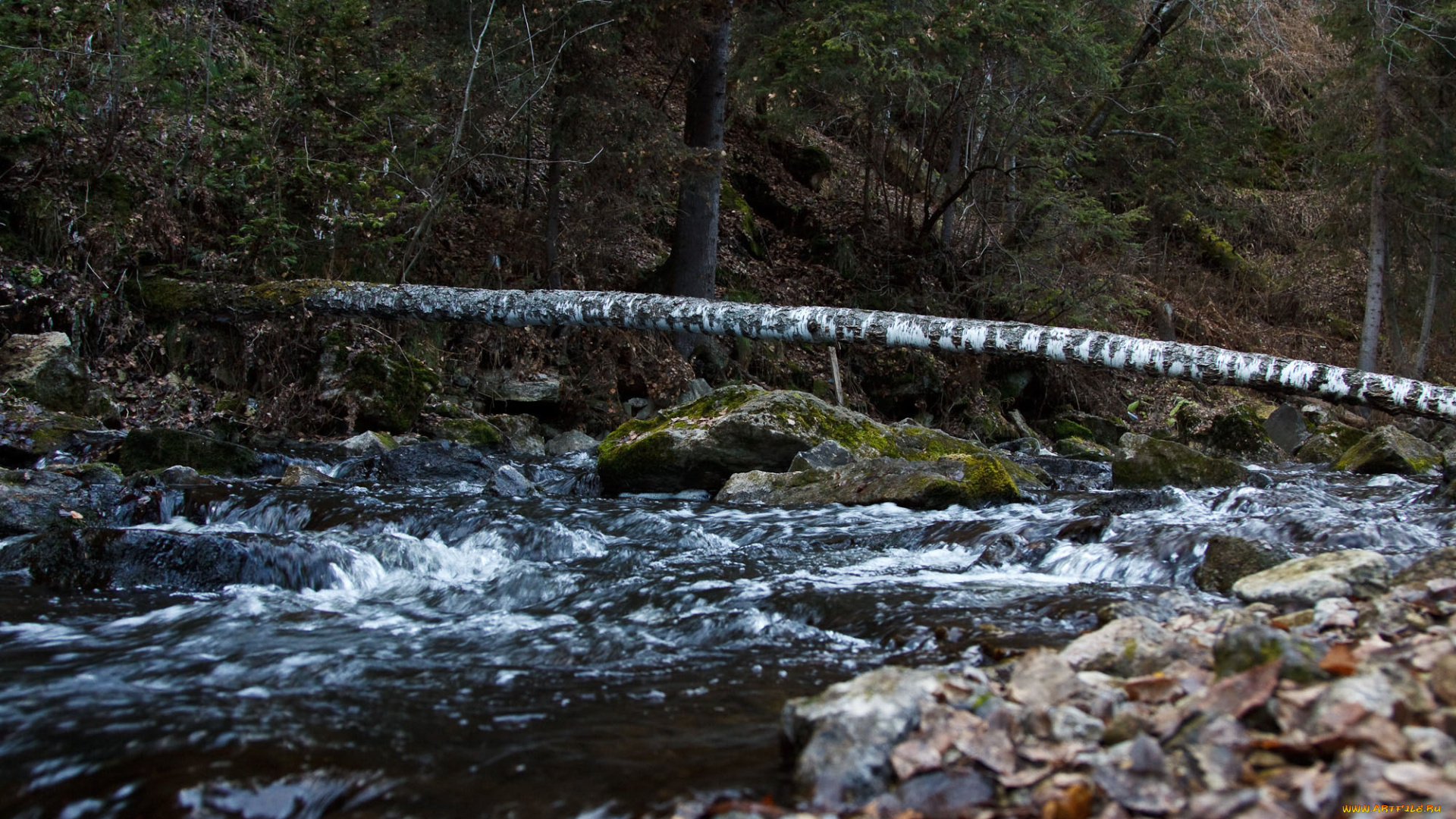 природа, реки, озера, река, камни, быстрина, поток, деревья, лес, бревно, береза