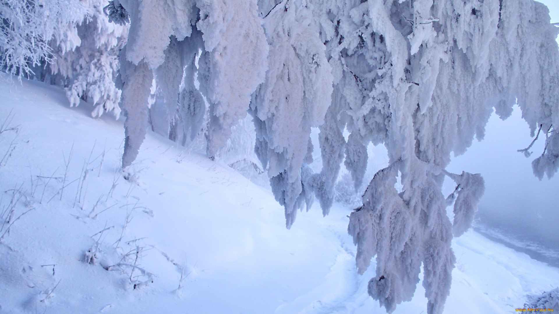 природа, зима, снег