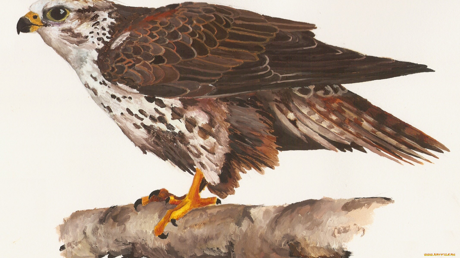 рисованные, животные, , птицы, , орлы, орел, клюв