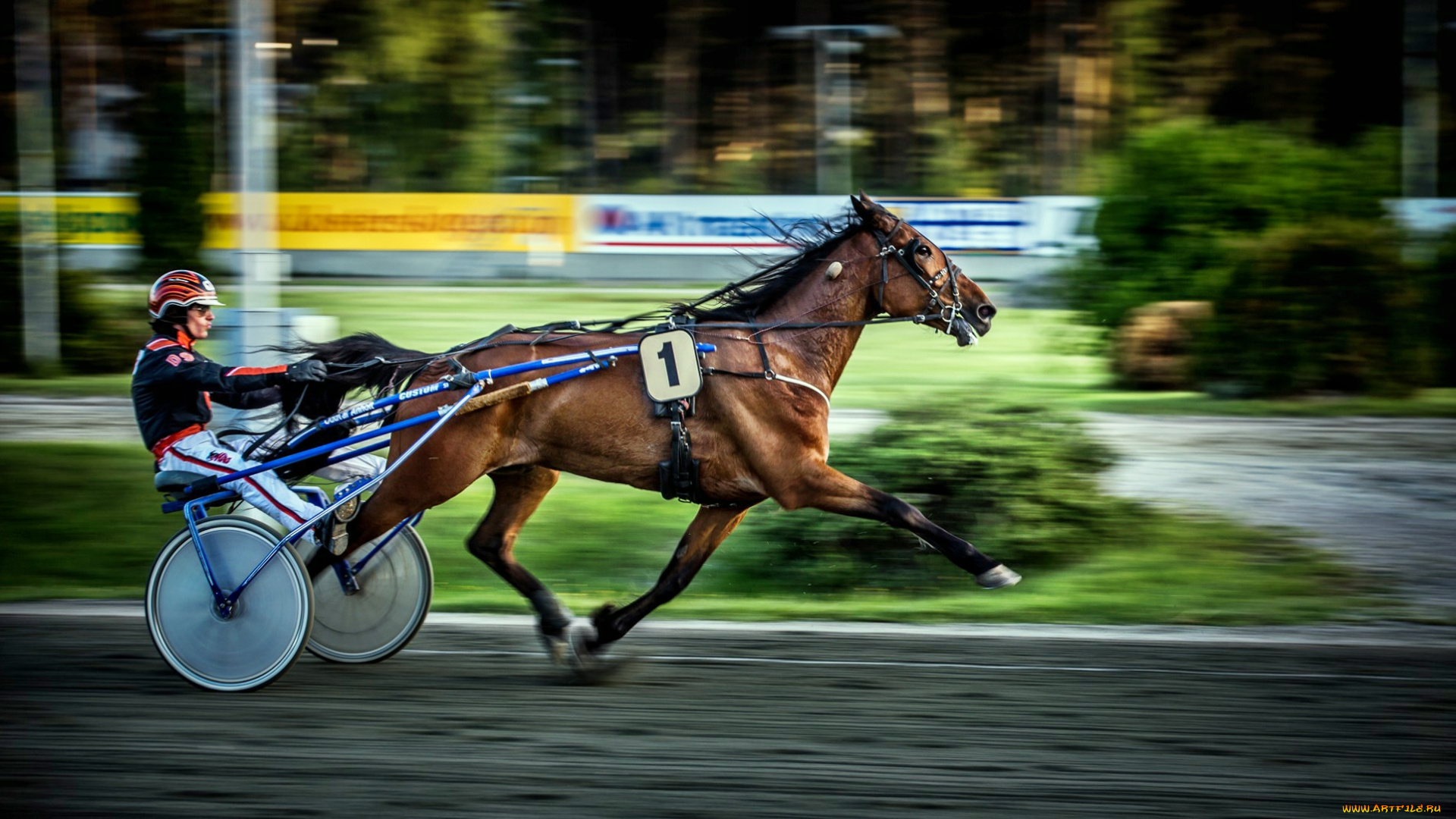 спорт, конный, спорт, ипподром, бега