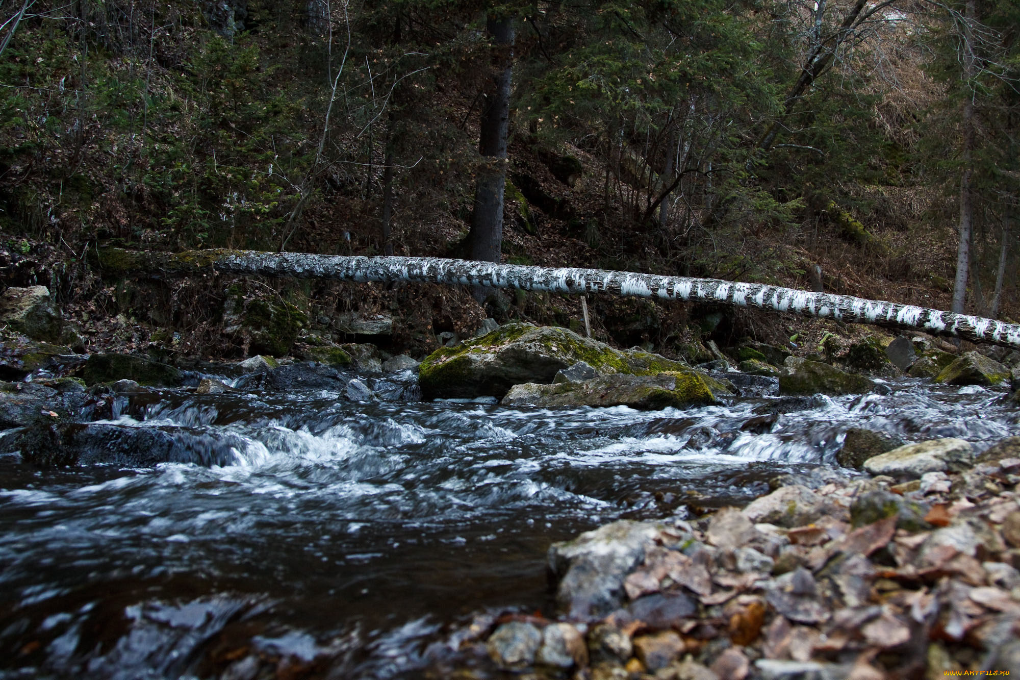 природа, реки, озера, река, камни, быстрина, поток, деревья, лес, бревно, береза
