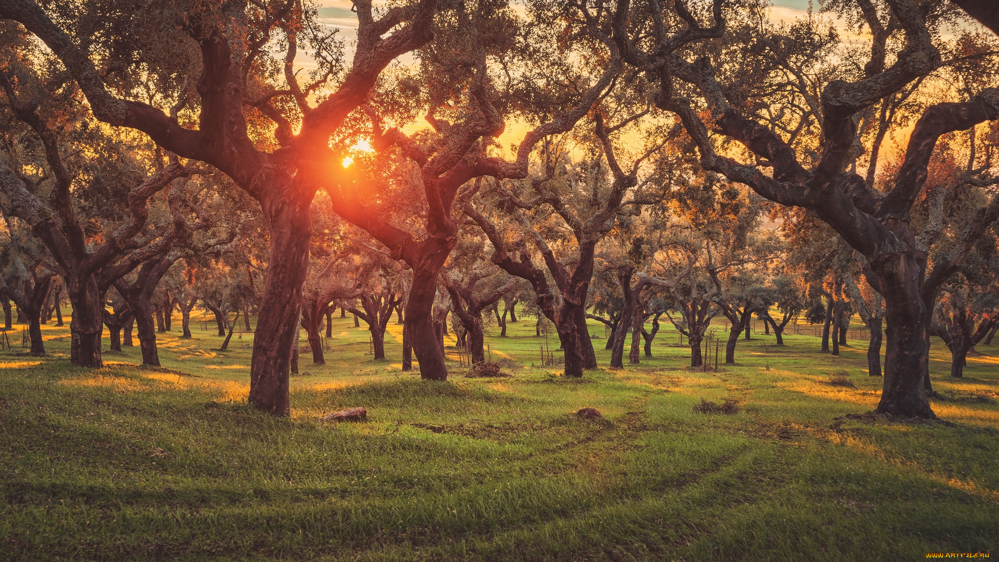 природа, деревья, солнце, пробковый, дуб